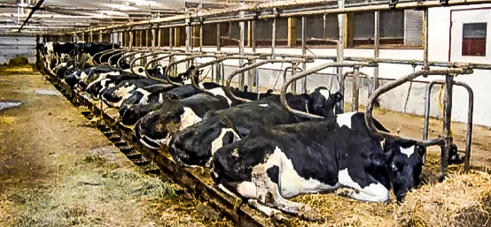 Animals at Work